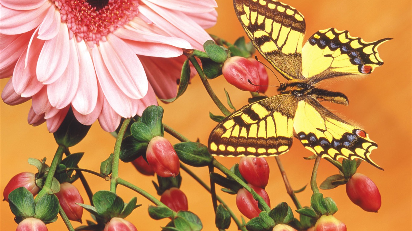 motýli a květiny tapety album (2) #11 - 1366x768