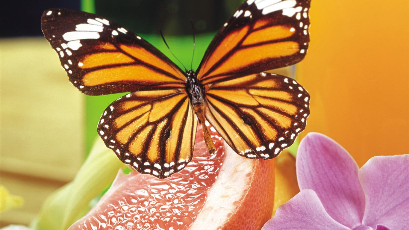 Butterflies and flowers wallpaper album (2) #14 - 1366x768