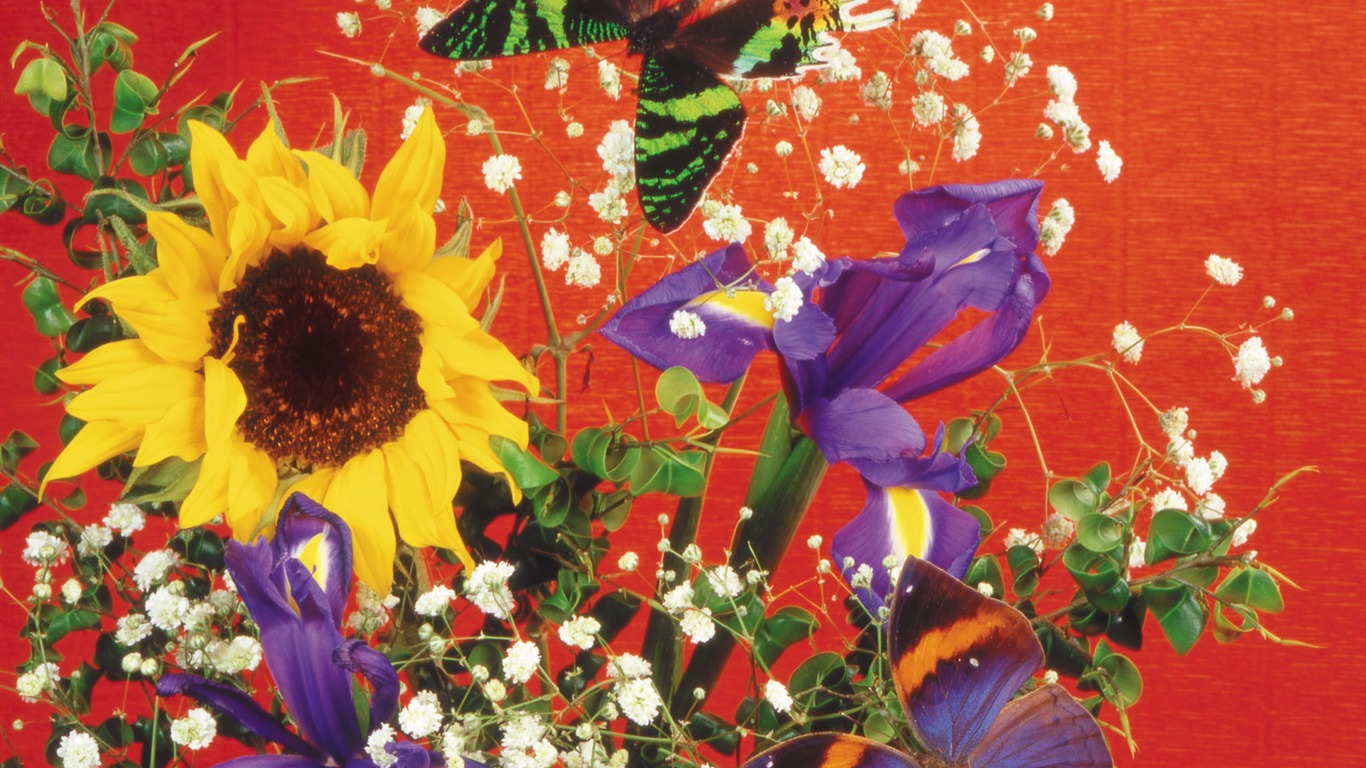 motýli a květiny tapety album (2) #17 - 1366x768