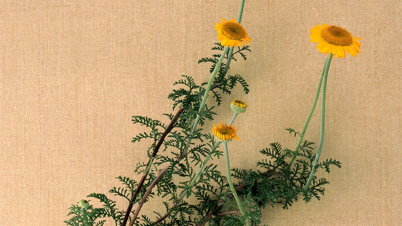 Arte Floral Wallpaper #5 - 1366x768