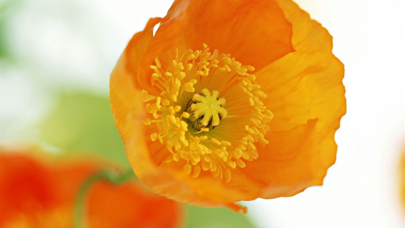 Floral Art Wallpaper #19 - 1366x768