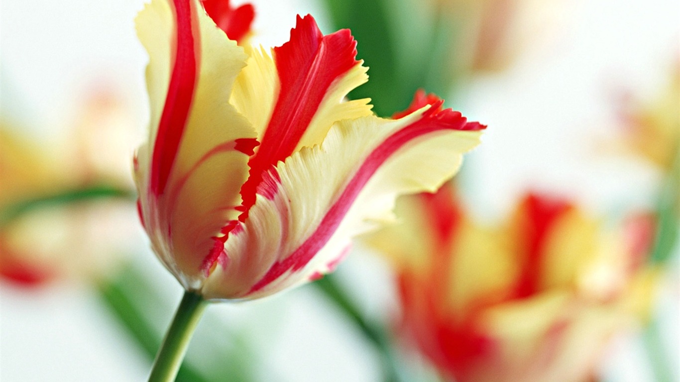 Floral Art Wallpaper #20 - 1366x768