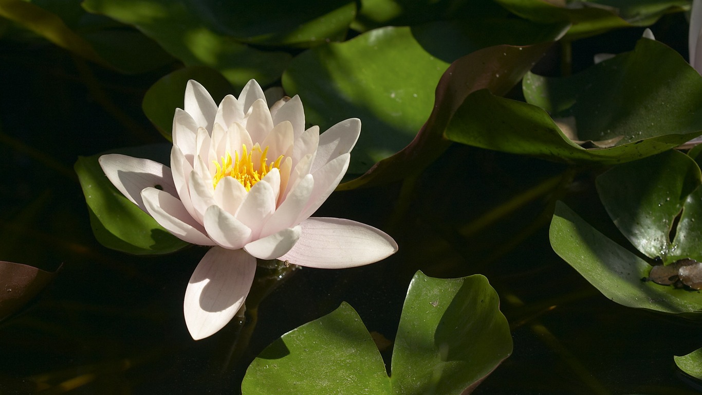 超大鮮花特寫 壁紙(二) #2 - 1366x768
