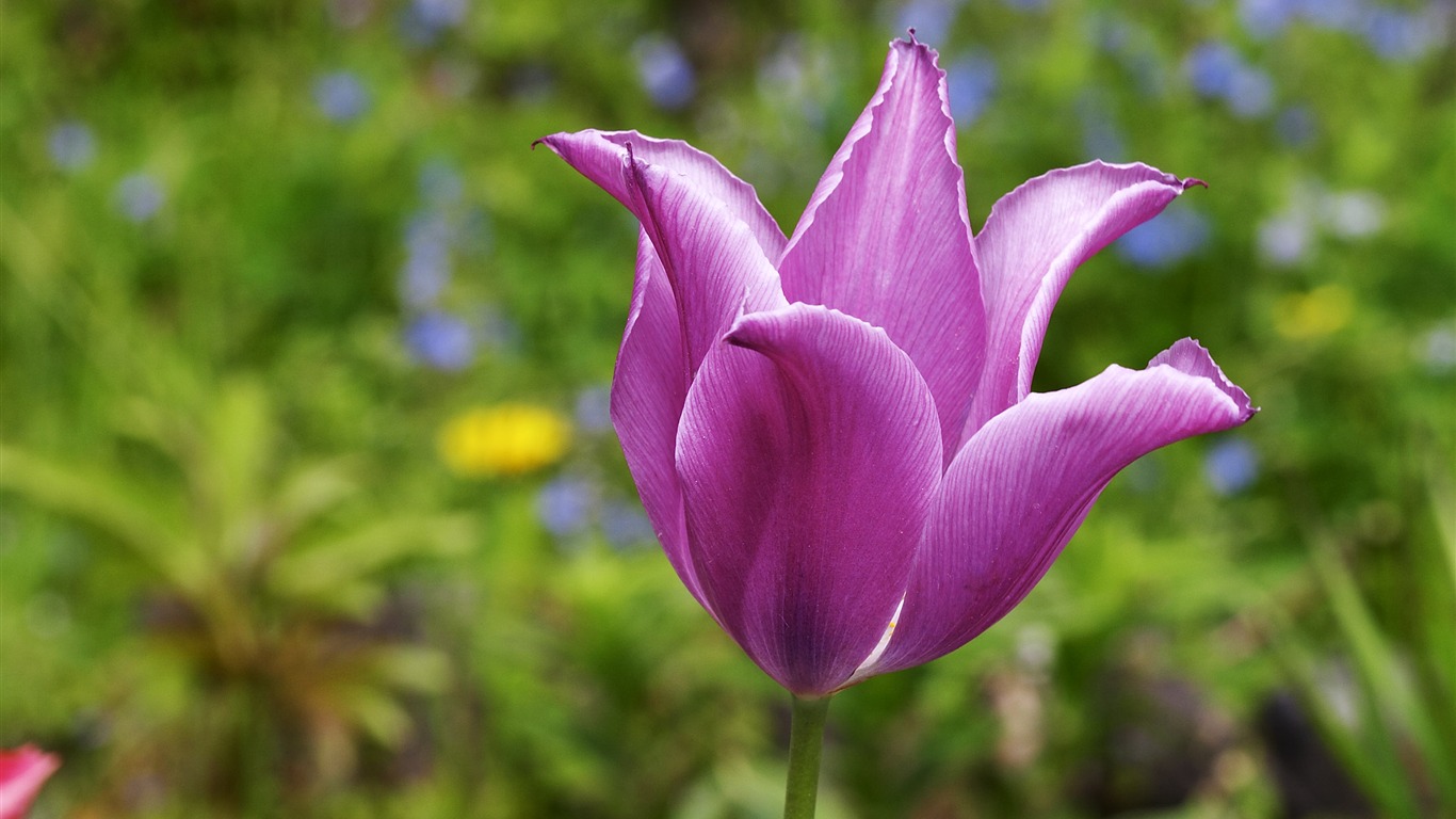 超大鲜花特写 壁纸(二)3 - 1366x768