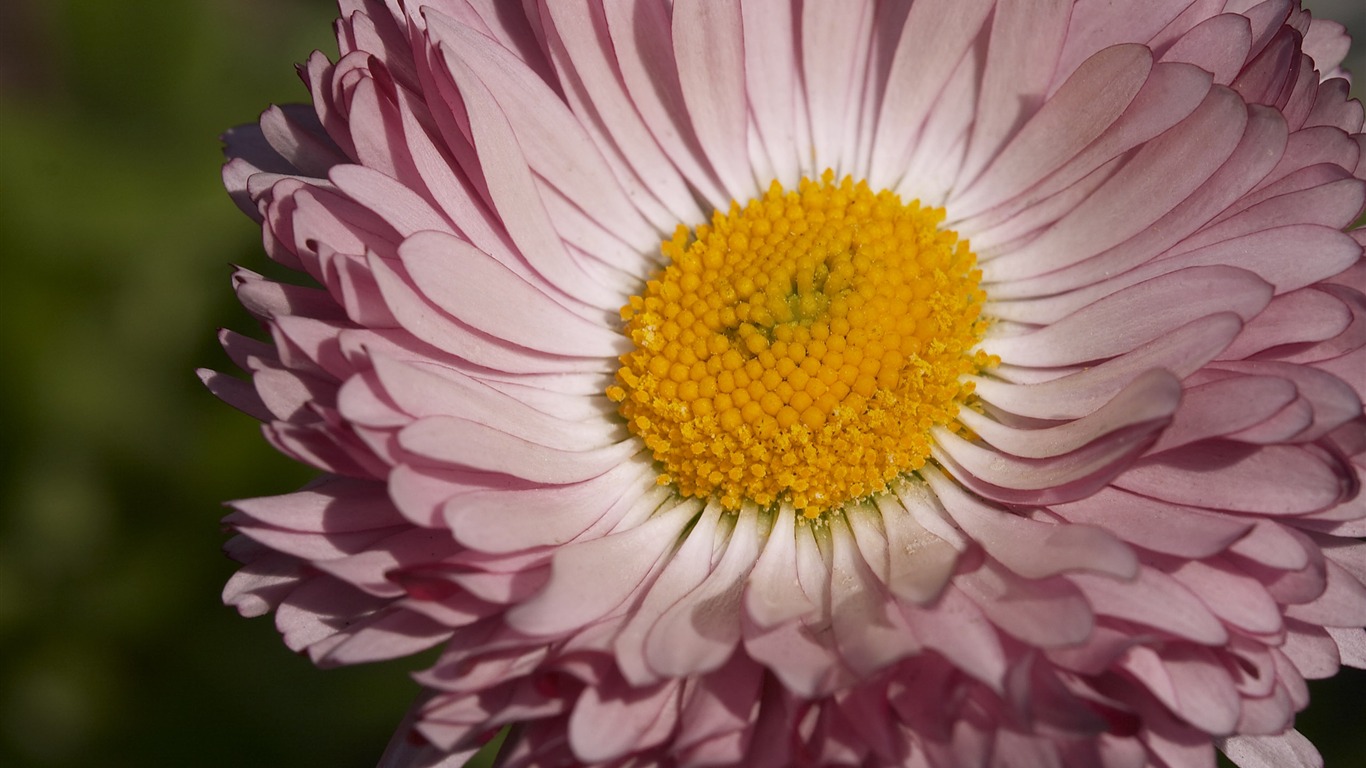 超大鮮花特寫 壁紙(二) #5 - 1366x768