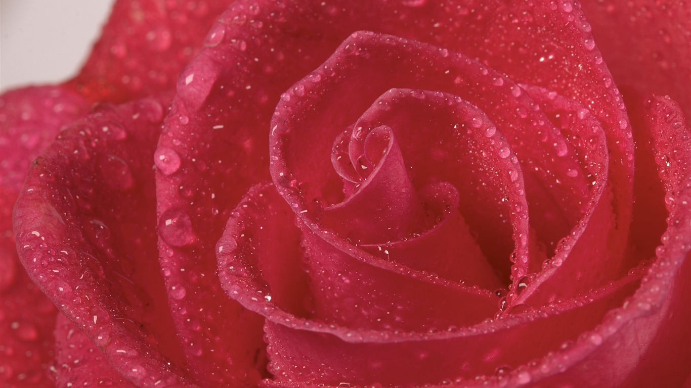 Velký květinový prvek Wallpaper (2) #19 - 1366x768