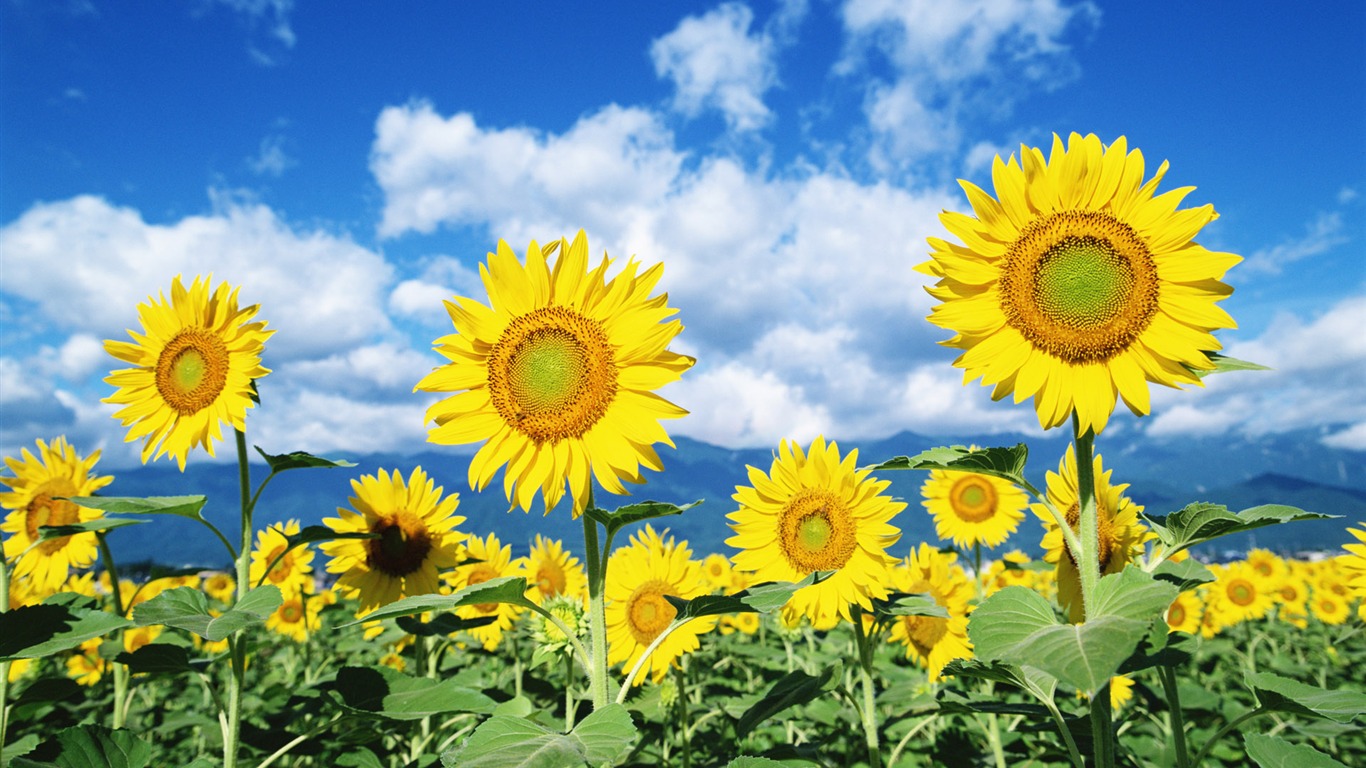 Ciel bleu de tournesol Widescreen Wallpaper #1 - 1366x768