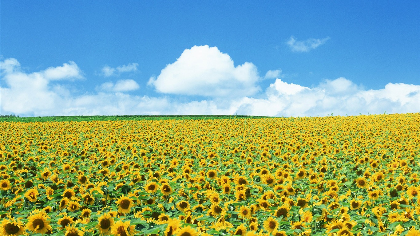 藍天白雲葵花寬屏壁紙 #2 - 1366x768