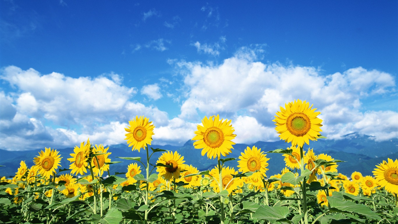 藍天白雲葵花寬屏壁紙 #3 - 1366x768