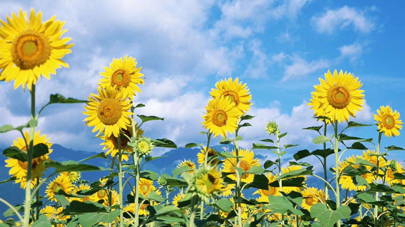 Ciel bleu de tournesol Widescreen Wallpaper #4 - 1366x768