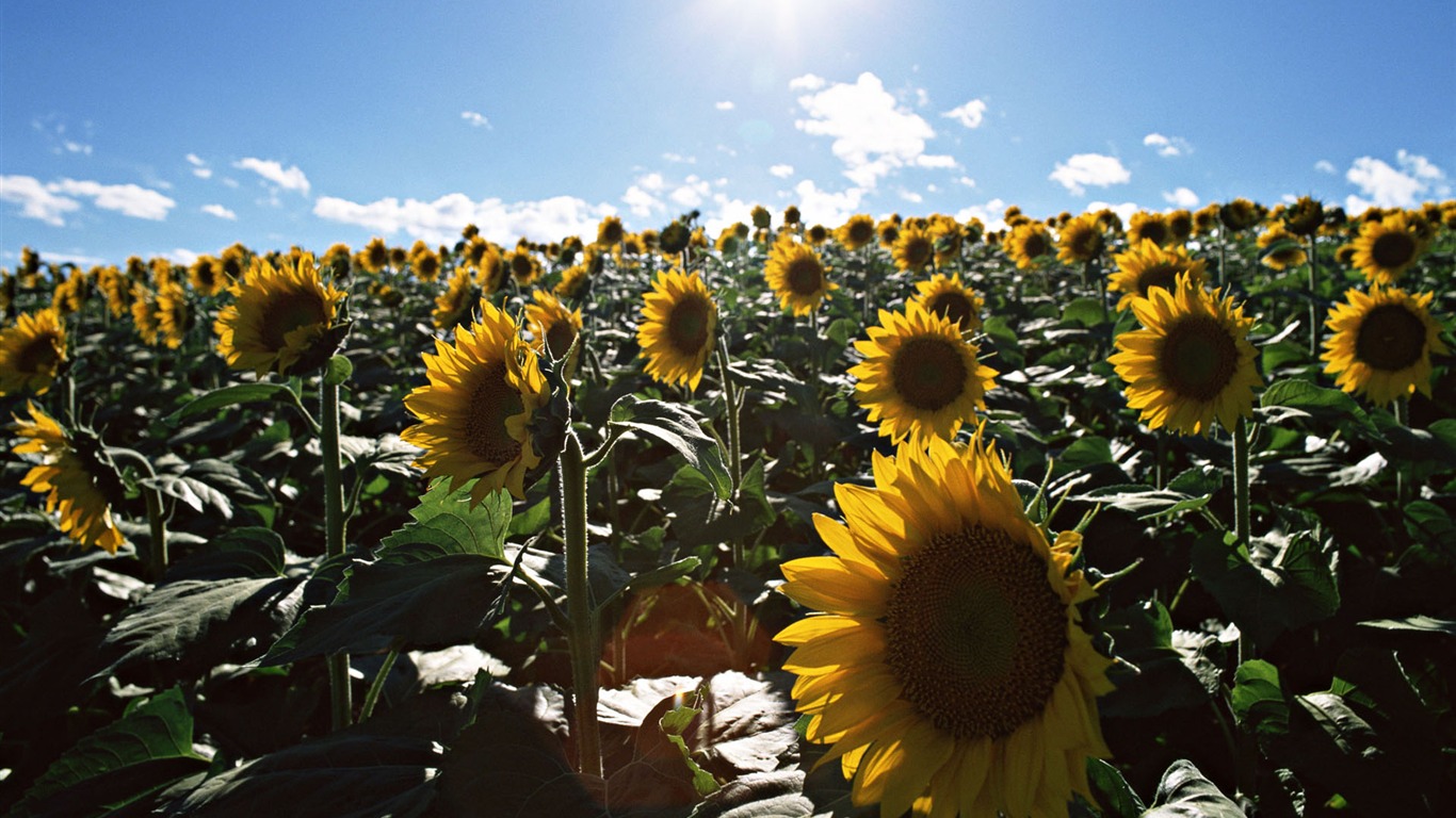 Ciel bleu de tournesol Widescreen Wallpaper #5 - 1366x768