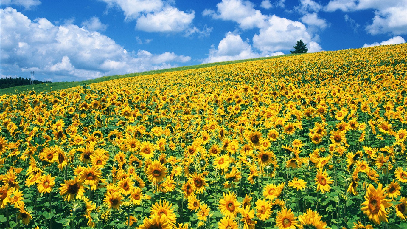 Ciel bleu de tournesol Widescreen Wallpaper #6 - 1366x768