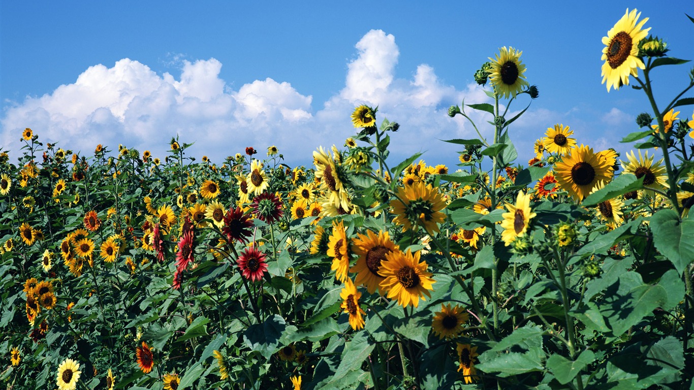 Ciel bleu de tournesol Widescreen Wallpaper #7 - 1366x768