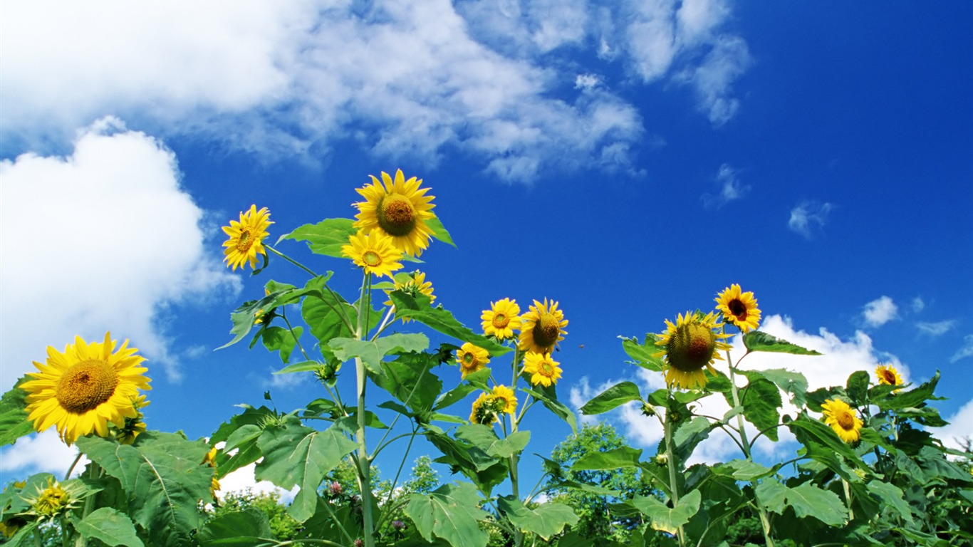 Ciel bleu de tournesol Widescreen Wallpaper #8 - 1366x768