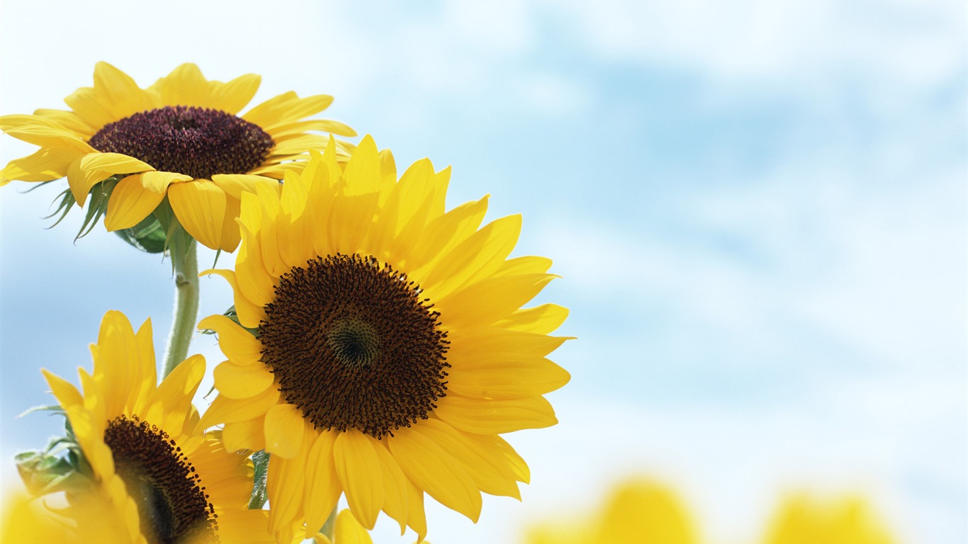 Ciel bleu de tournesol Widescreen Wallpaper #9 - 1366x768