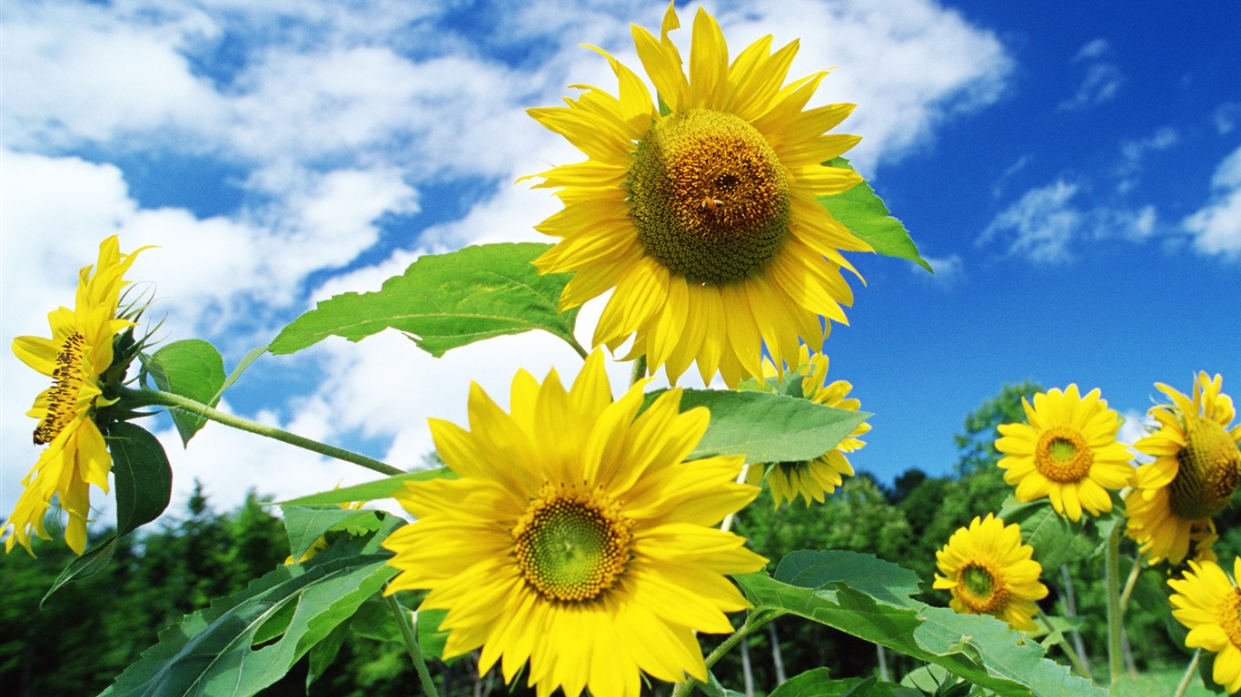 Ciel bleu de tournesol Widescreen Wallpaper #10 - 1366x768