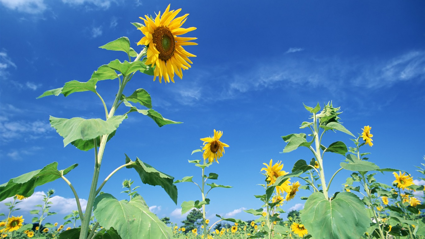 Blue Sky slunečnice širokoúhlý Tapeta #12 - 1366x768
