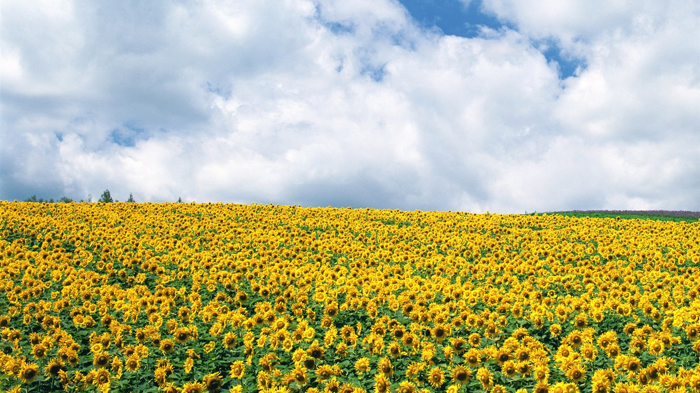 Ciel bleu de tournesol Widescreen Wallpaper #13 - 1366x768