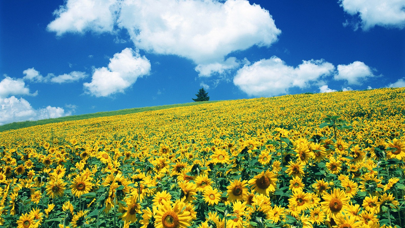 Ciel bleu de tournesol Widescreen Wallpaper #14 - 1366x768