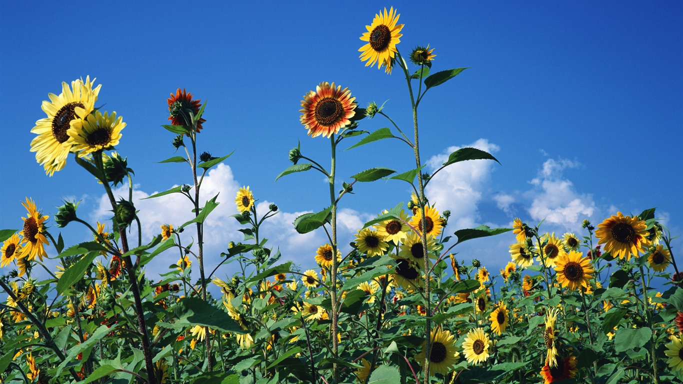 Ciel bleu de tournesol Widescreen Wallpaper #15 - 1366x768