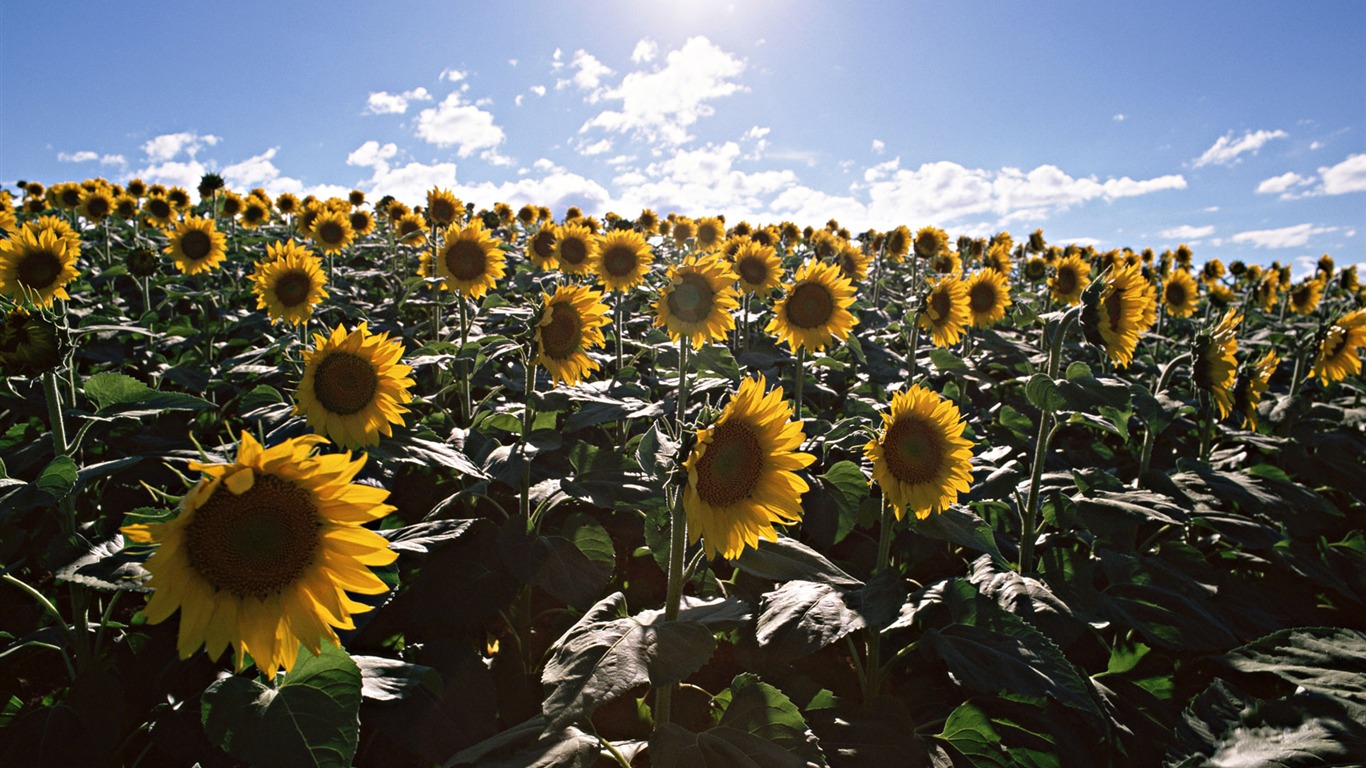 Ciel bleu de tournesol Widescreen Wallpaper #16 - 1366x768