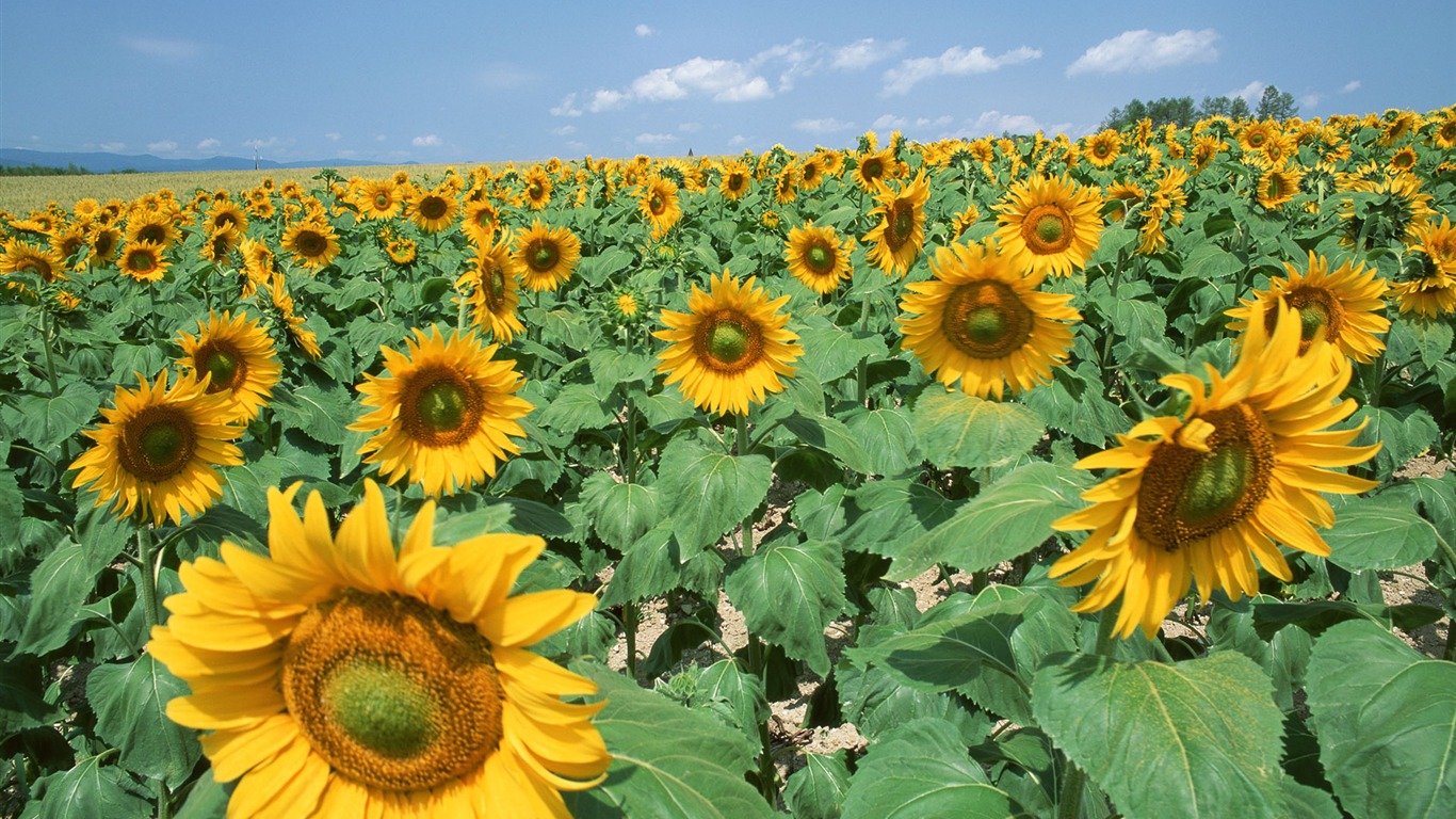 Ciel bleu de tournesol Widescreen Wallpaper #17 - 1366x768