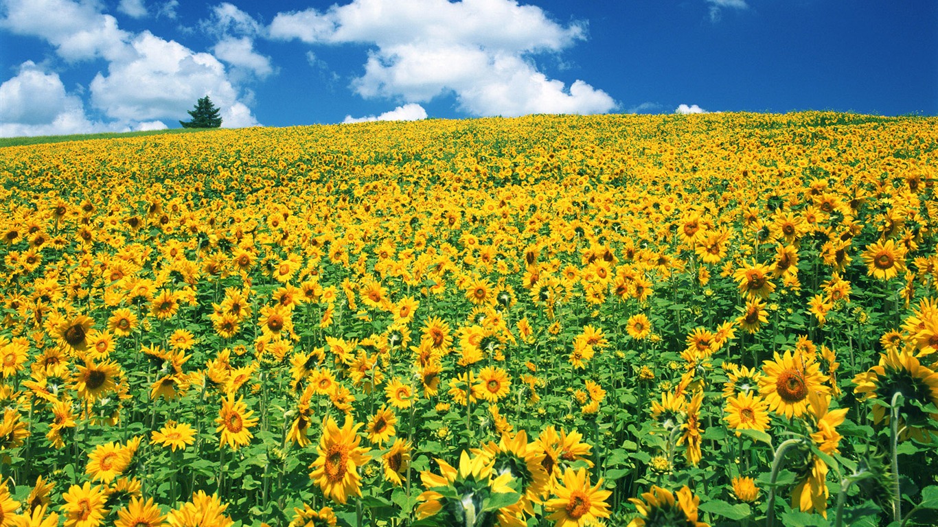 Ciel bleu de tournesol Widescreen Wallpaper #18 - 1366x768