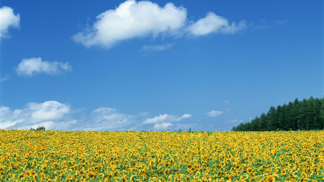 Blue sky sunflower Widescreen Wallpaper #19 - 1366x768