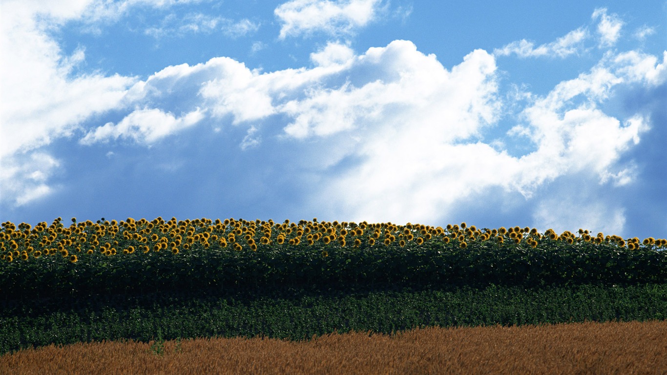 藍天白雲葵花寬屏壁紙 #20 - 1366x768
