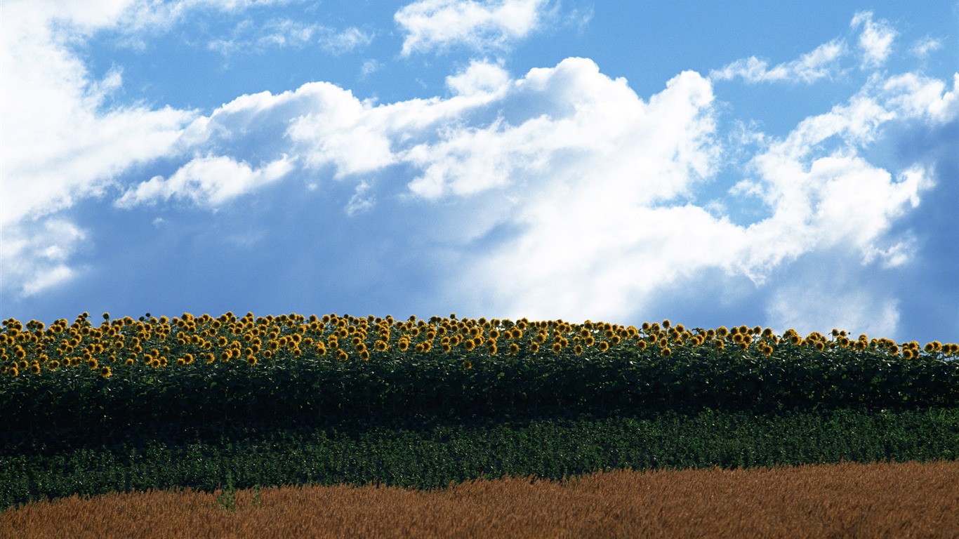 Ciel bleu de tournesol Widescreen Wallpaper #20 - 1366x768