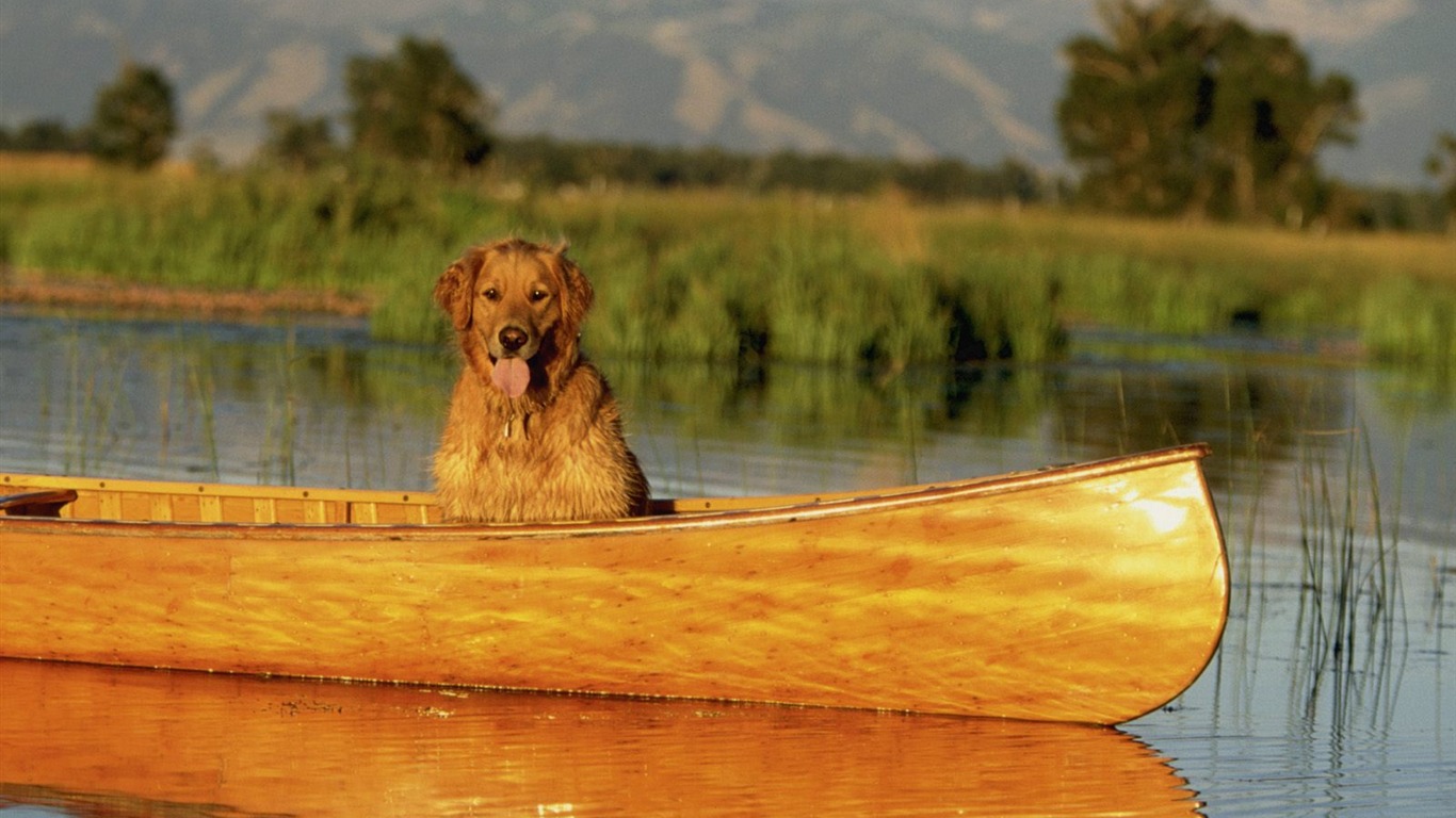 1600 fondos de escritorio de la foto del perro (12) #4 - 1366x768