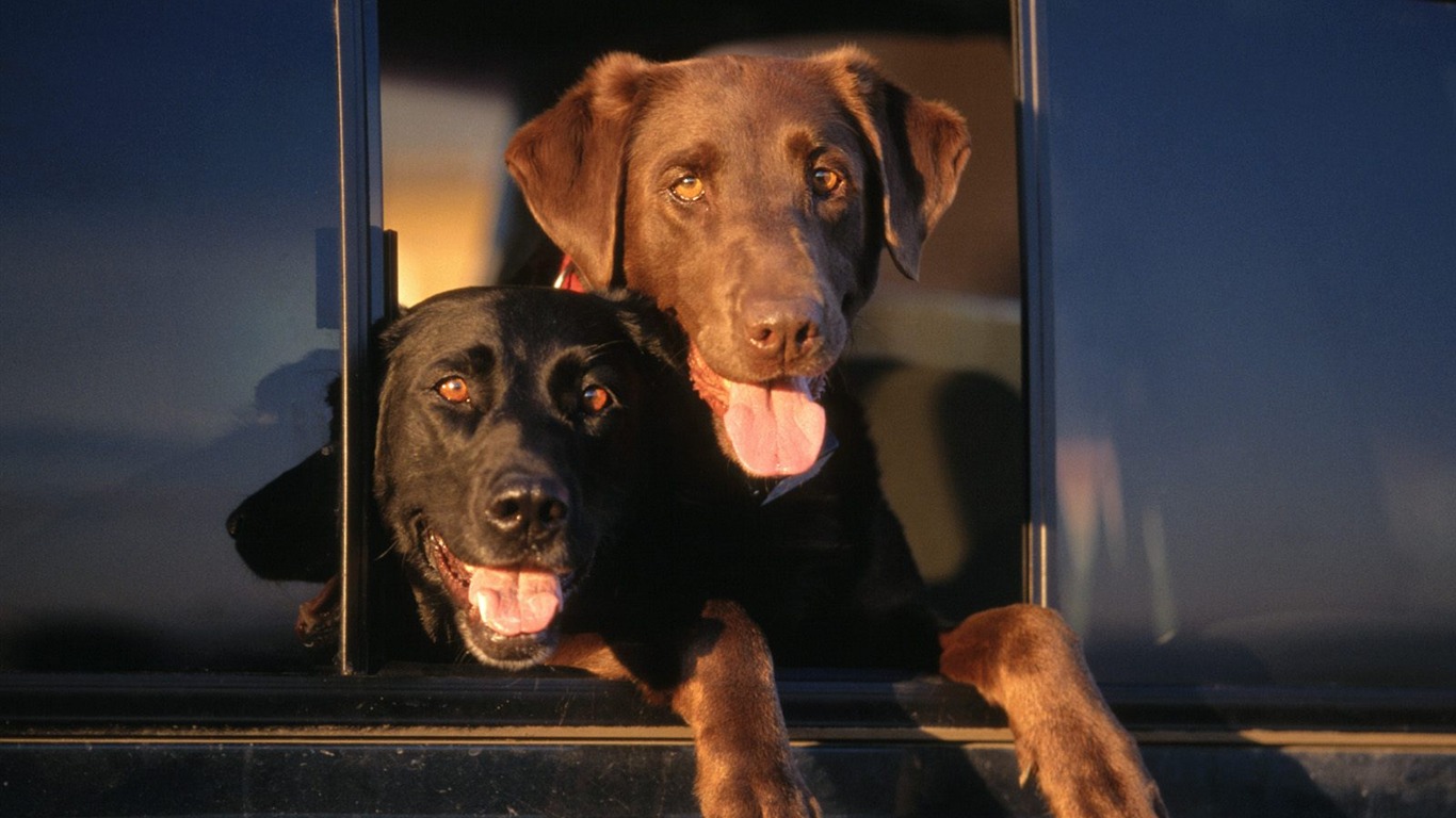 1600 fondos de escritorio de la foto del perro (12) #8 - 1366x768