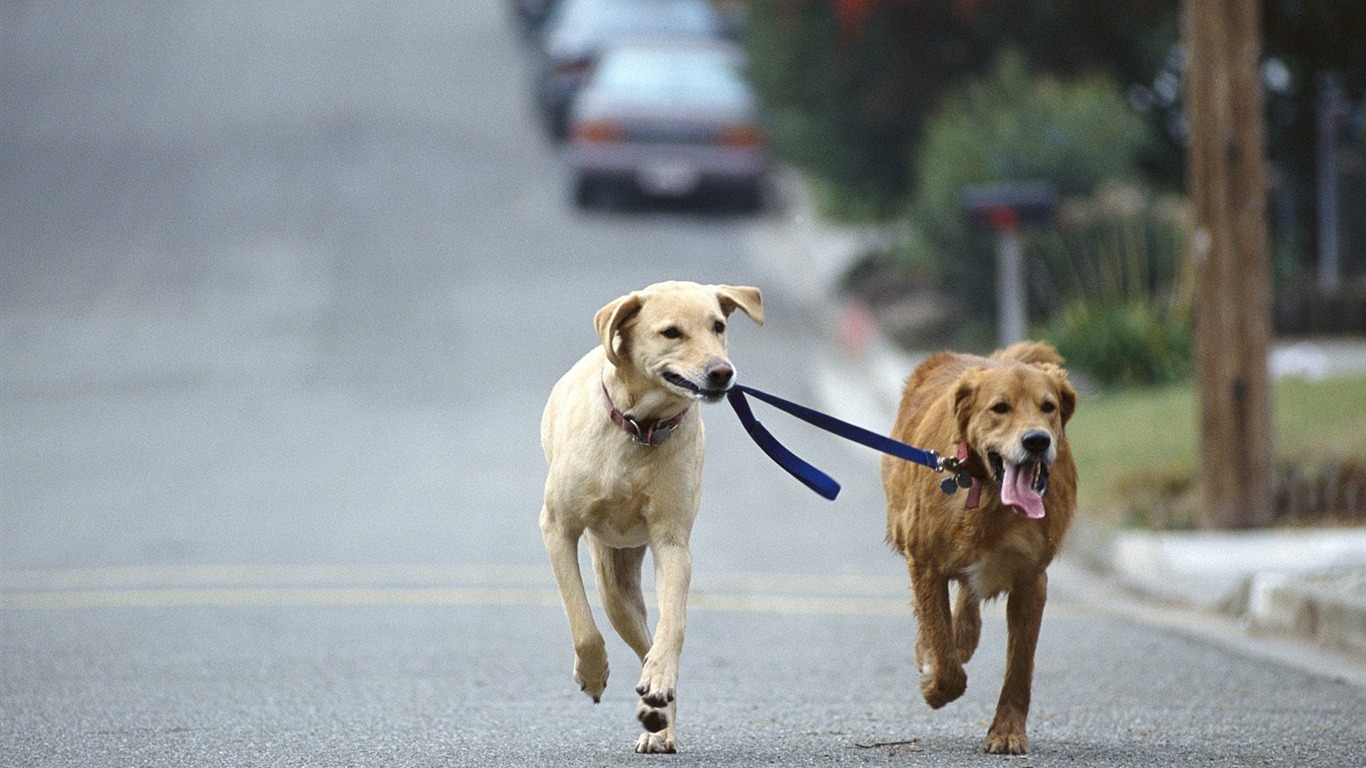 1600 fondos de escritorio de la foto del perro (12) #16 - 1366x768