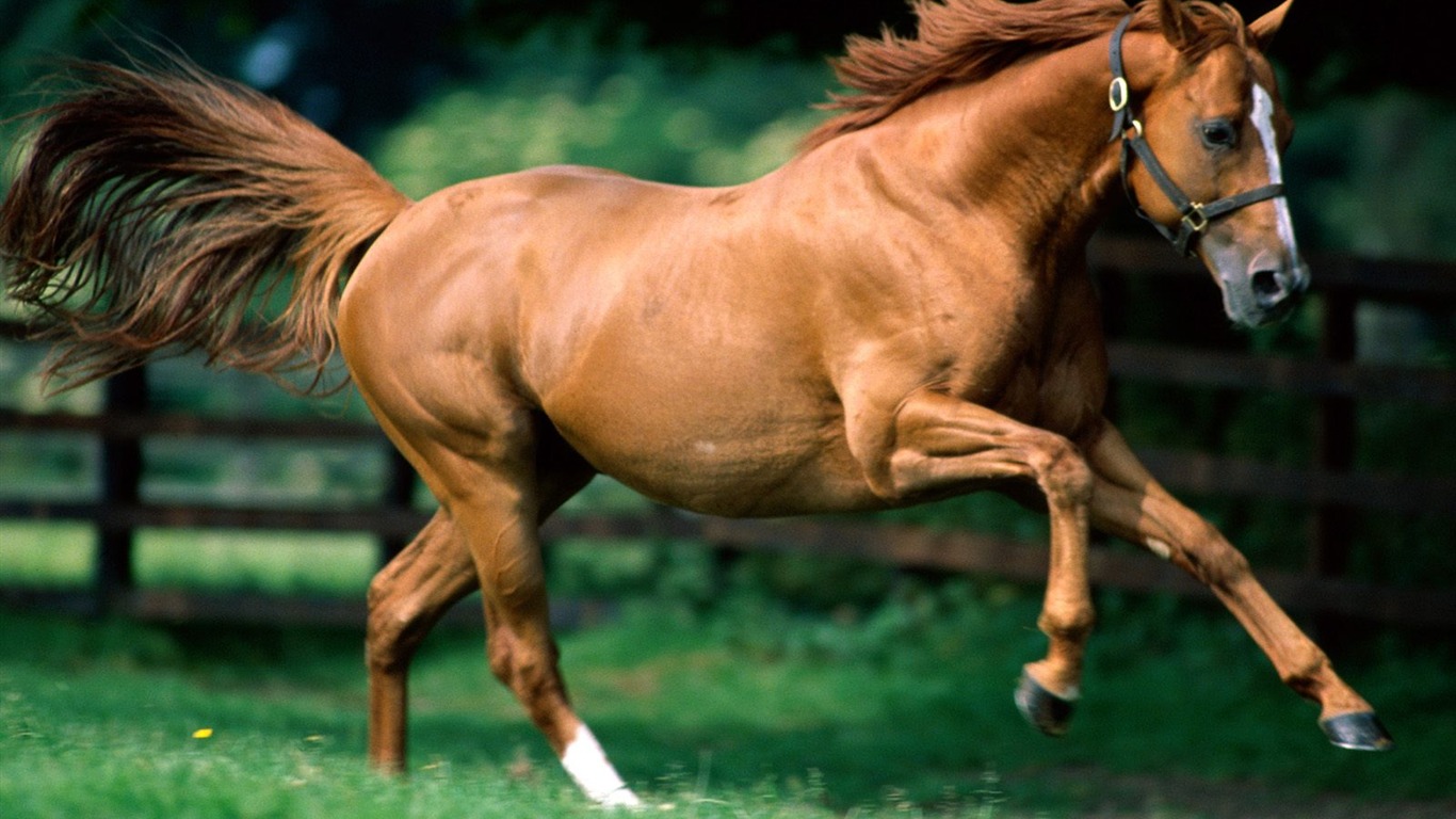 Horse Photo Wallpaper (1) #1 - 1366x768