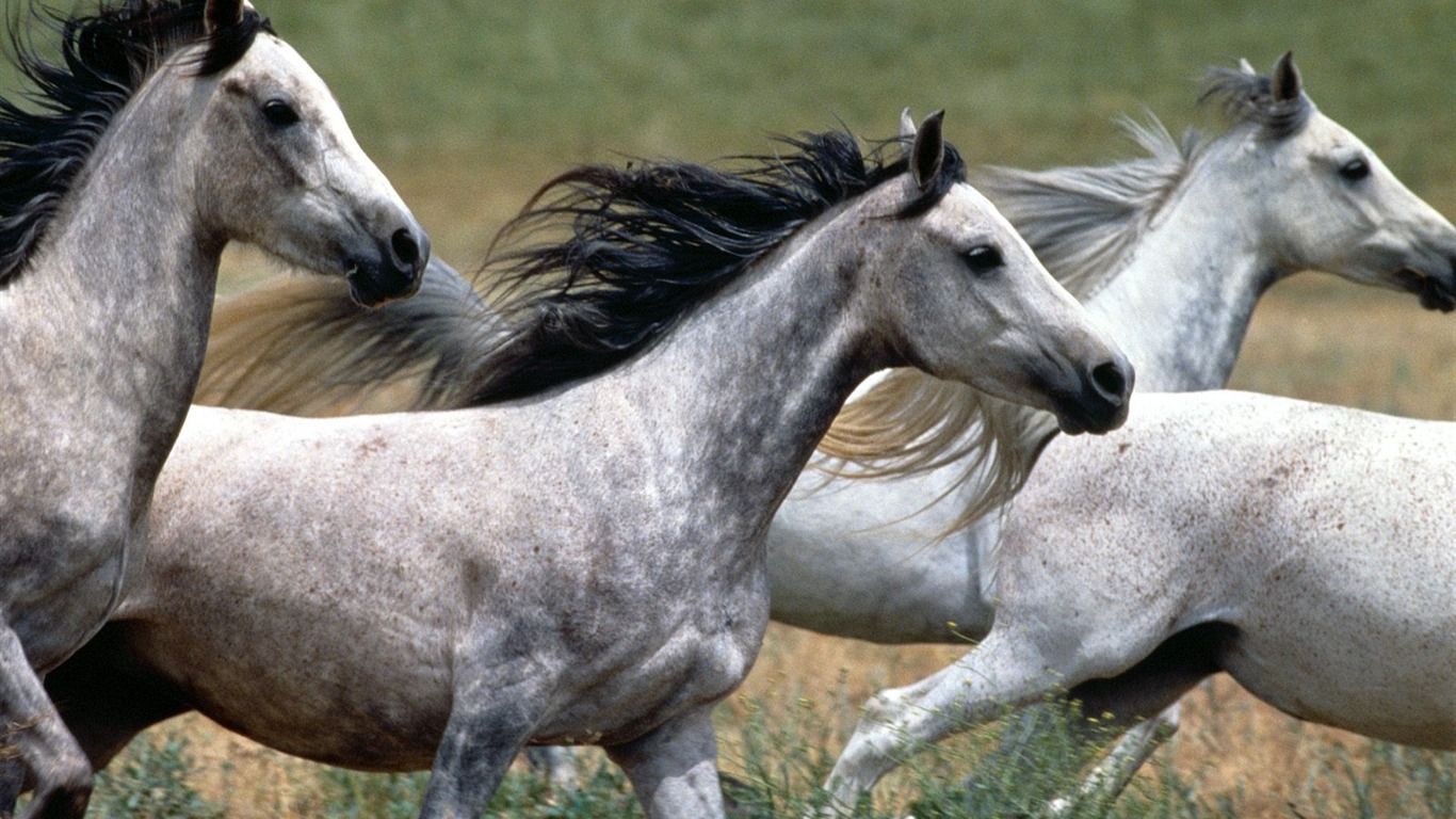 Horse Photo Wallpaper (1) #3 - 1366x768