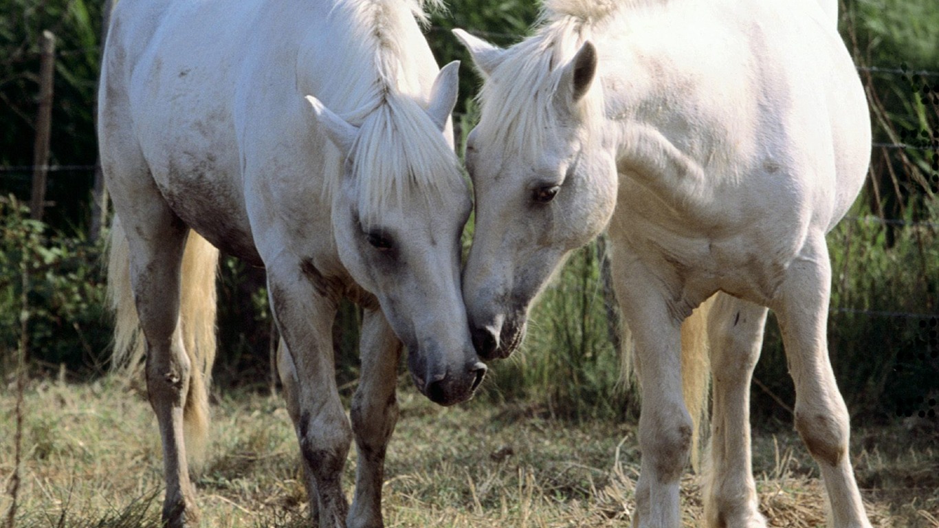 Horse Photo Wallpaper (1) #4 - 1366x768