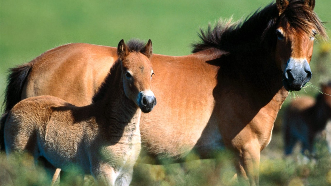 Horse Photo Wallpaper (1) #6 - 1366x768