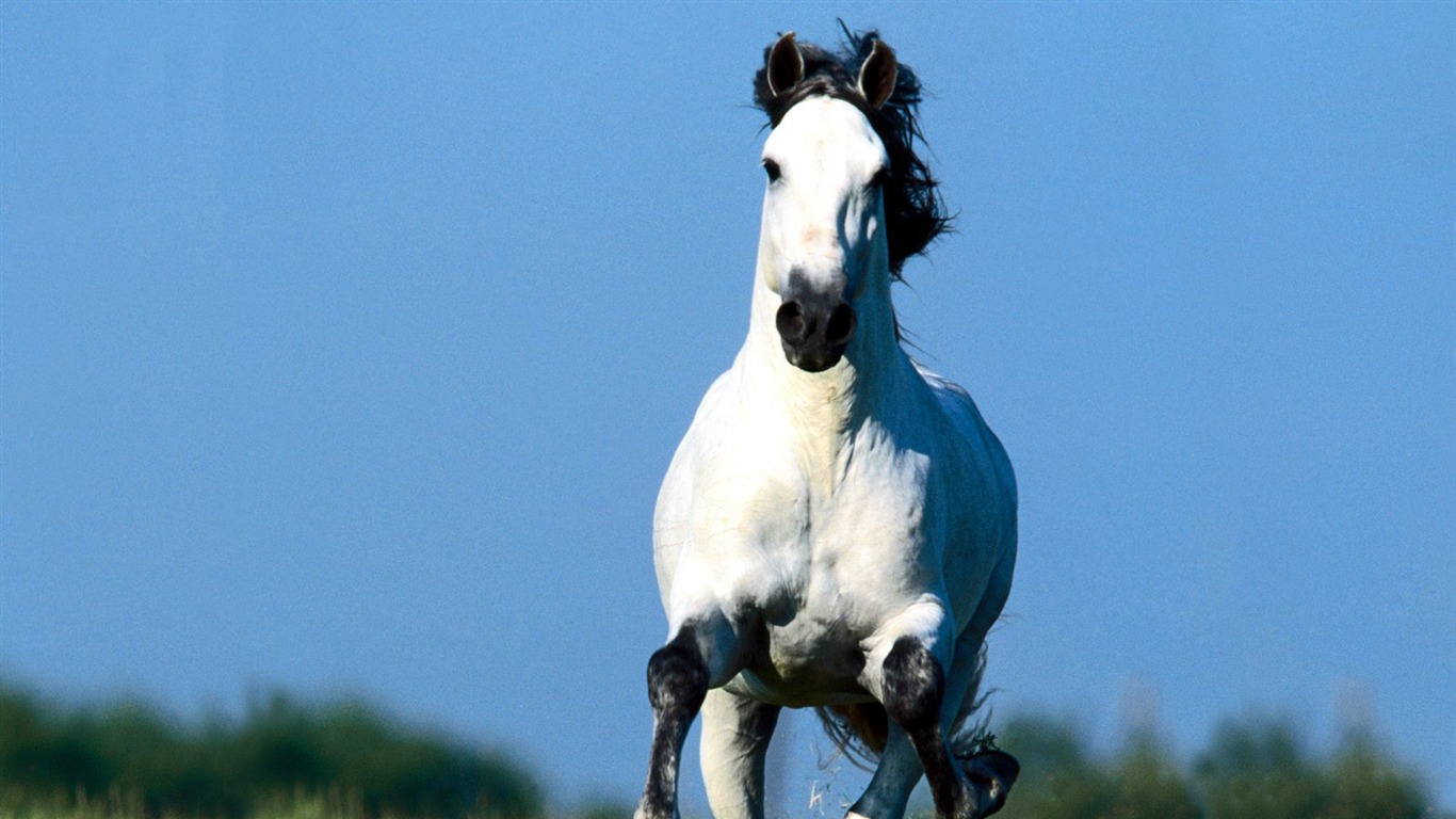 Horse Photo Wallpaper (1) #9 - 1366x768