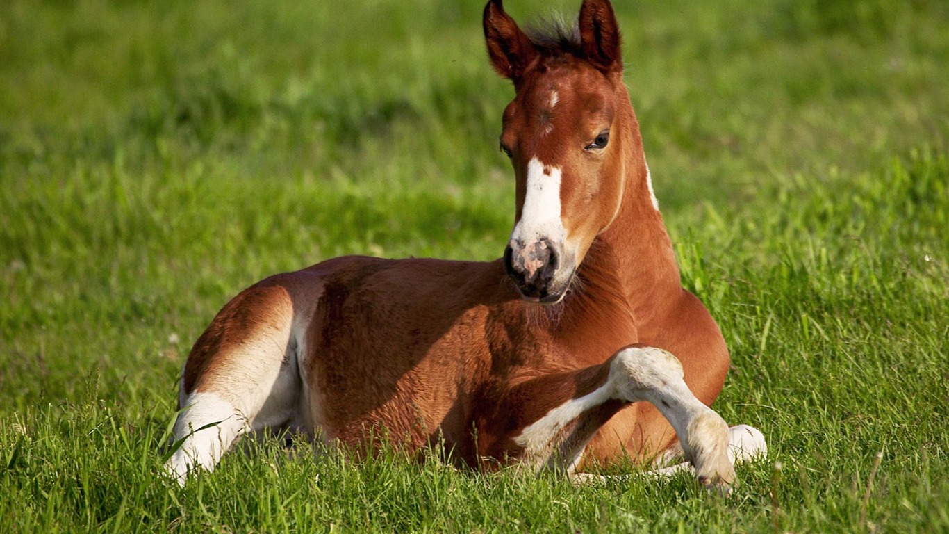 Horse Photo Wallpaper (1) #11 - 1366x768