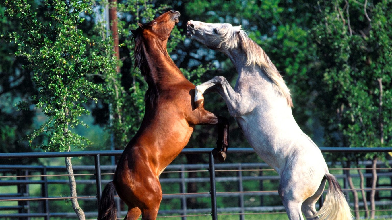 Horse Photo Wallpaper (1) #12 - 1366x768