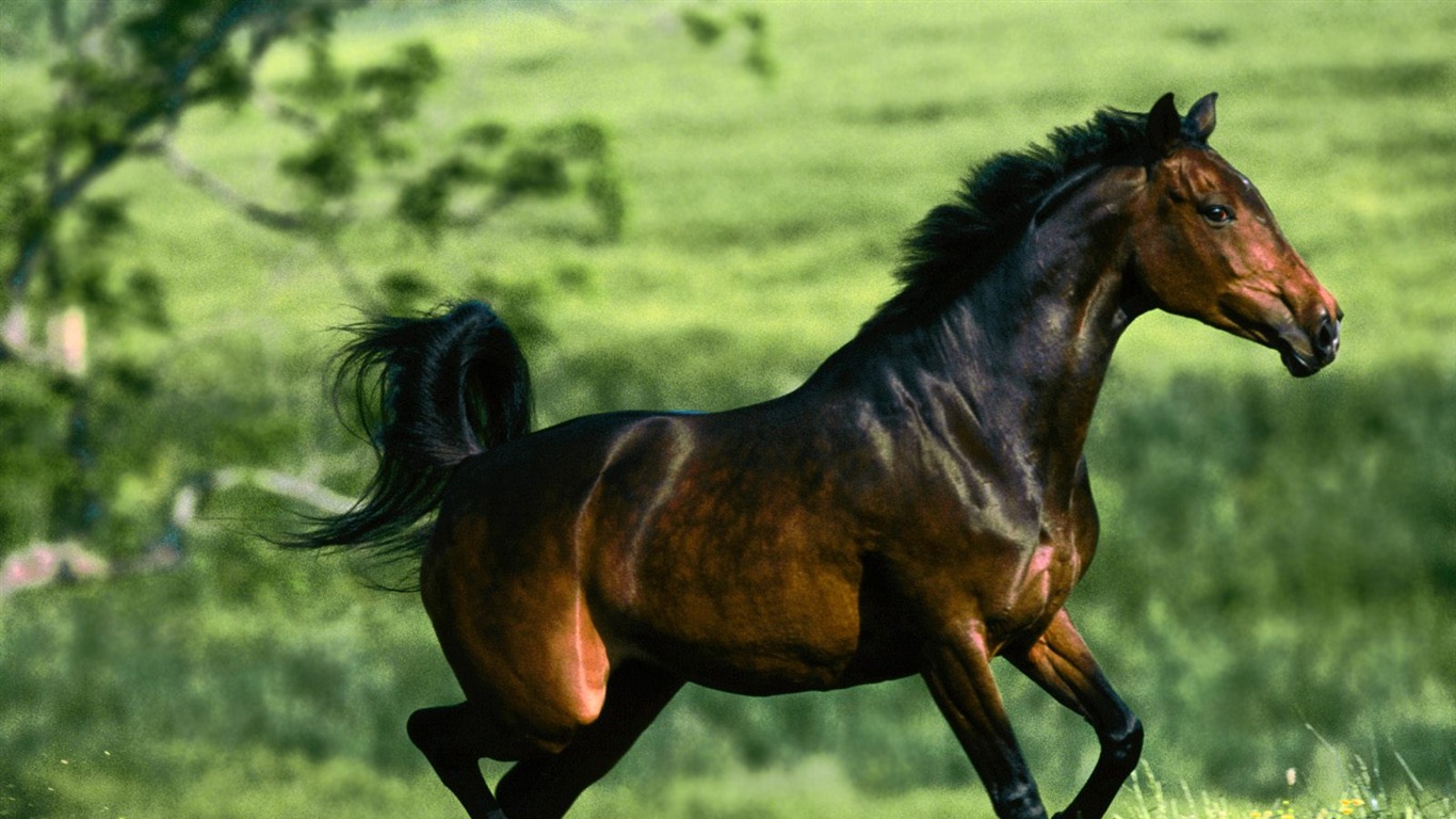 Horse Photo Wallpaper (1) #13 - 1366x768