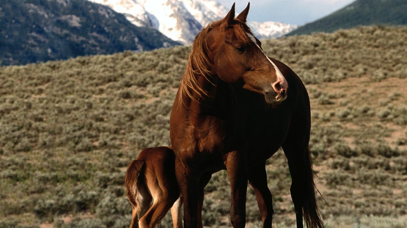 Horse Photo Wallpaper (1) #14 - 1366x768