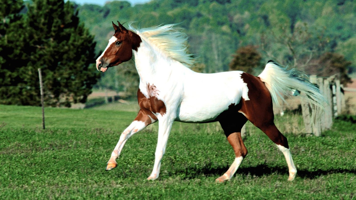 Horse Photo Wallpaper (1) #15 - 1366x768