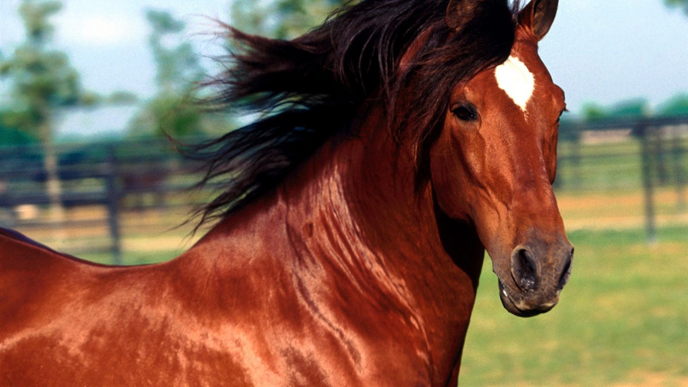 Horse Photo Wallpaper (1) #16 - 1366x768