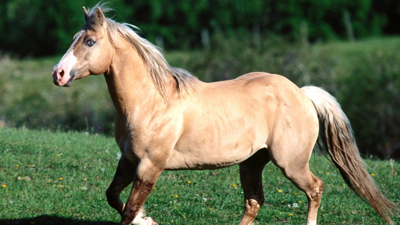 Horse Photo Wallpaper (1) #18 - 1366x768