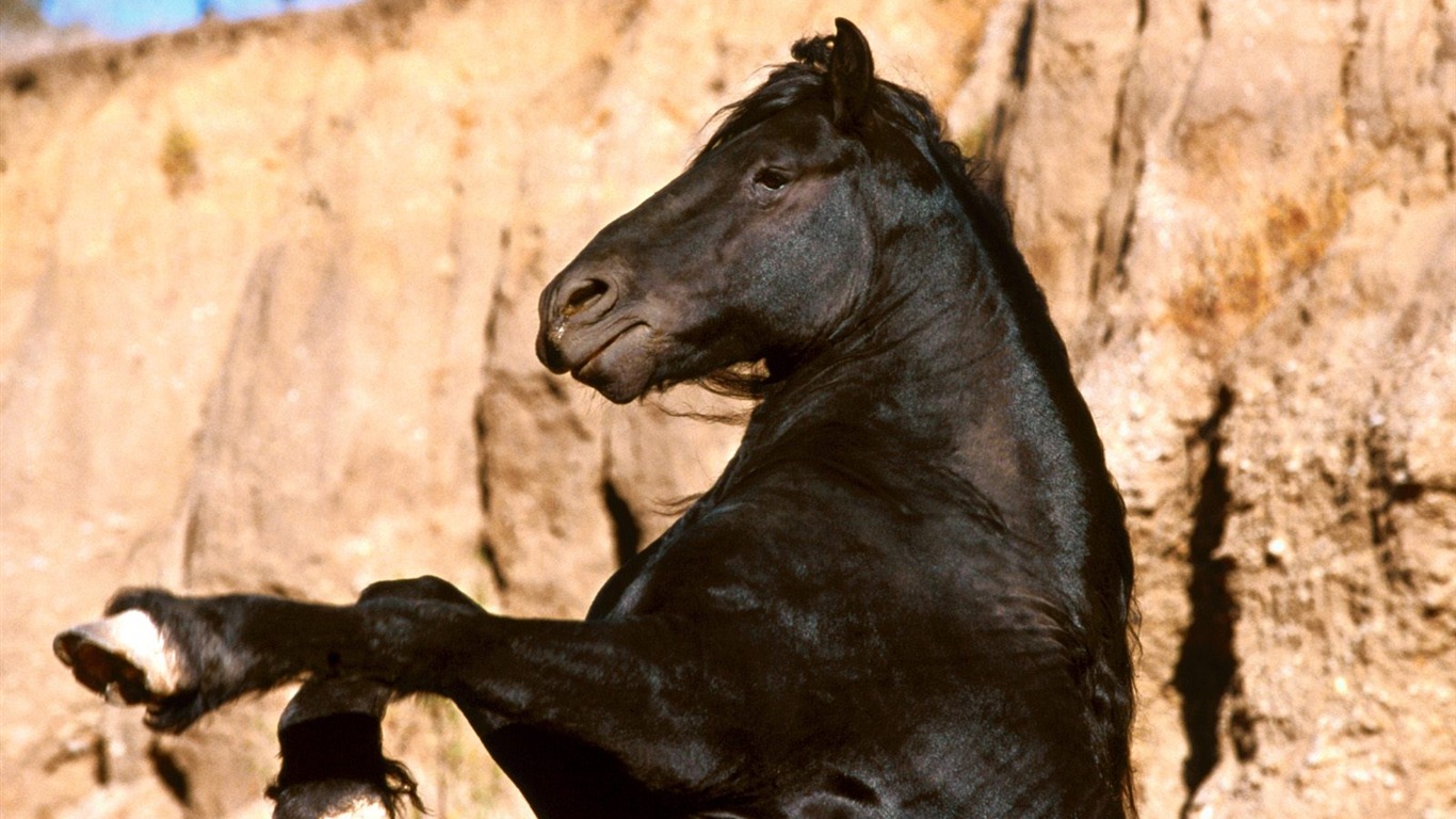 Horse Photo Wallpaper (1) #20 - 1366x768