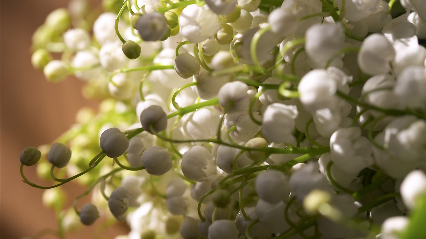 超大鮮花特寫 壁紙(三) #3 - 1366x768