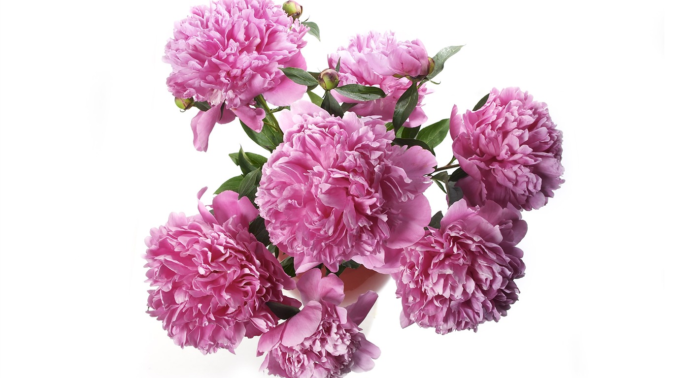 超大鮮花特寫 壁紙(三) #4 - 1366x768