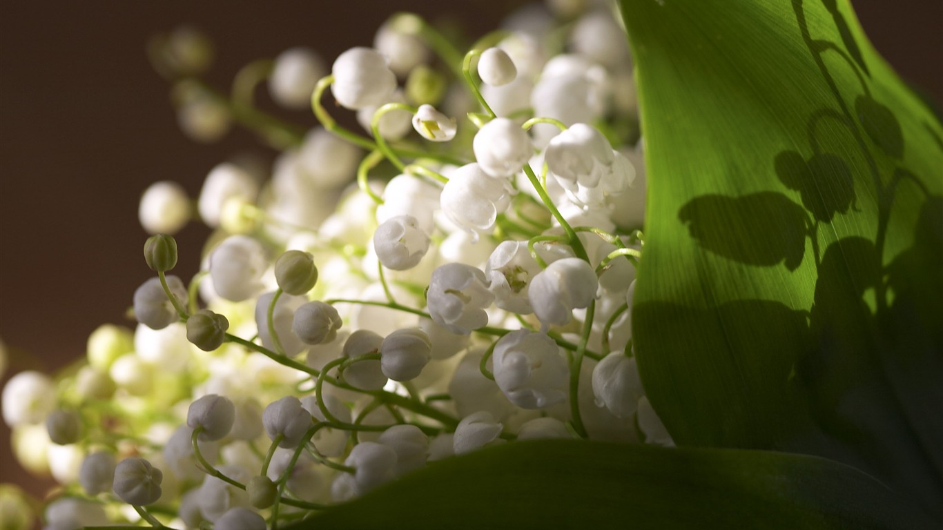 超大鮮花特寫 壁紙(三) #5 - 1366x768