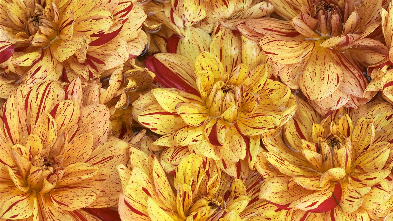 超大鮮花特寫 壁紙(三) #7 - 1366x768